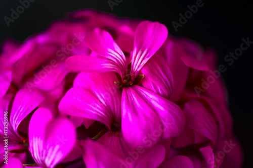 Beautiful fairy dreamy magic pink purple flowers on faded blurry background
