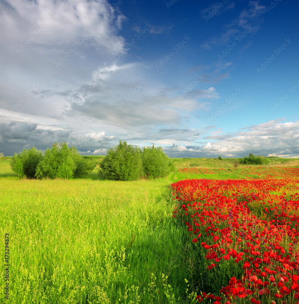 spring ladscape with red poppy and blue sky