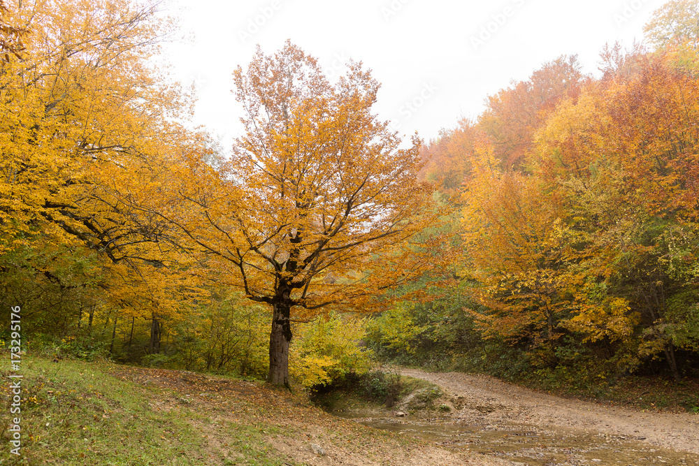 Fototapeta premium ecological problems, environment protection, walking concept. among high trees covered red and orange leaves there is little stream created with last rain waters