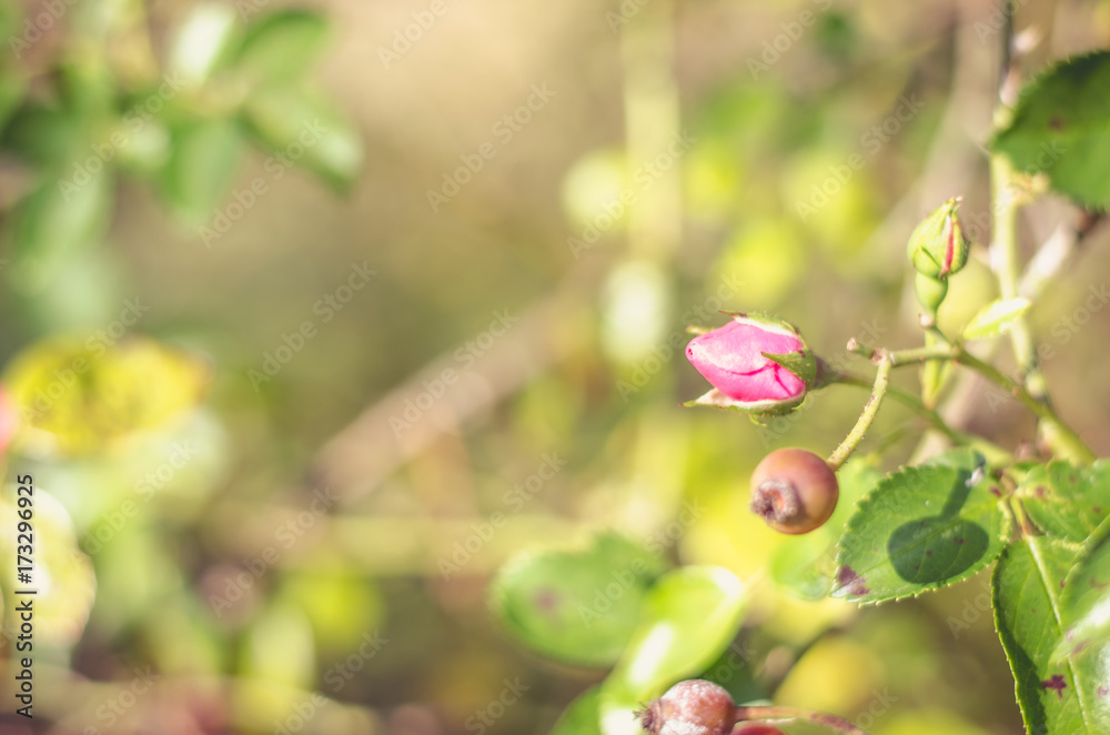 red autumn rose hip fruit and rose flower red autumn rose hip fruit and rose flower
