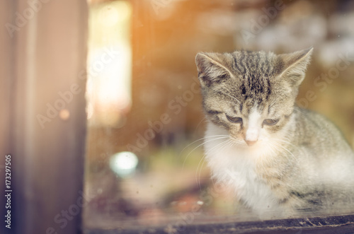 cat behind window waiting