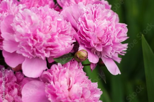 Group of pink peonies in the garden in the summer. Closeup of beautiful purple Peony flower.