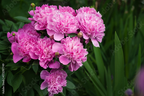 Group of pink peonies in the garden in the summer. Closeup of beautiful purple Peony flower. © Viktoria