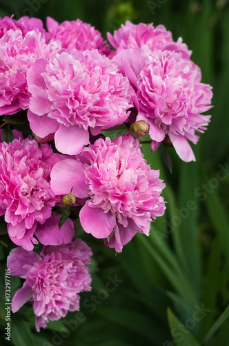 Group of pink peonies in the garden in the summer. Closeup of beautiful purple Peony flower.