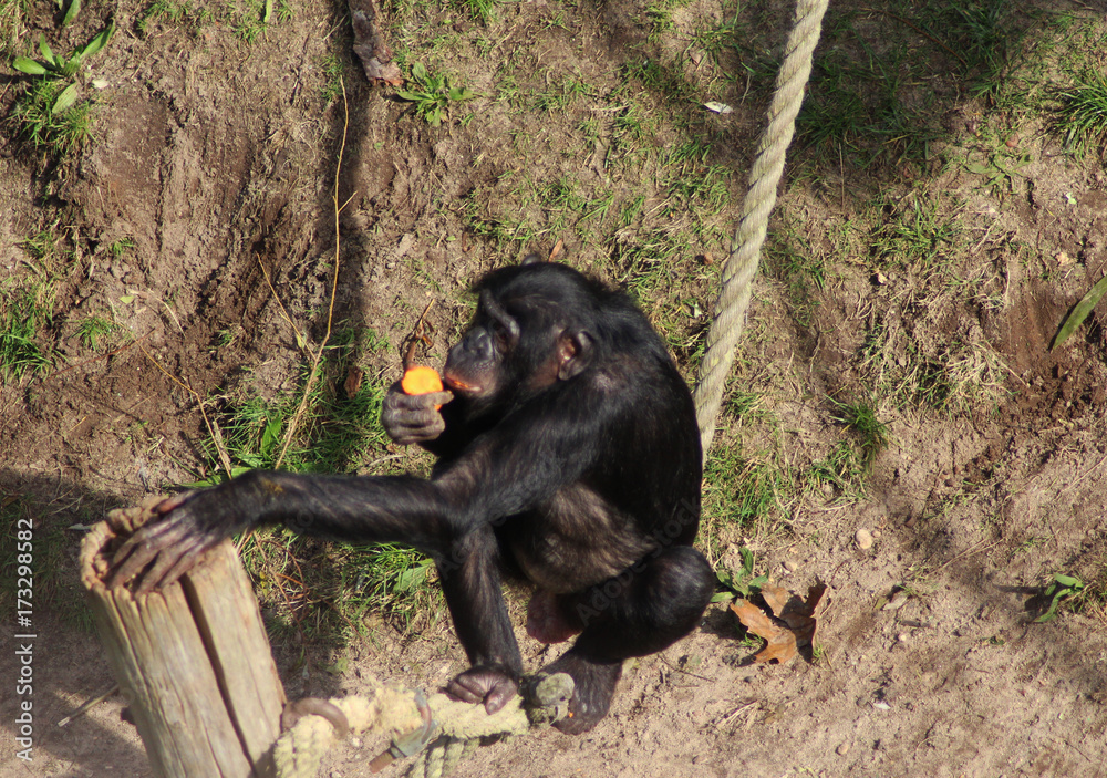 Obraz premium bonobo