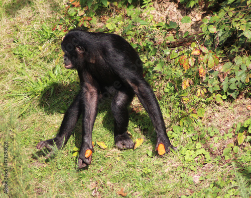 bonobo