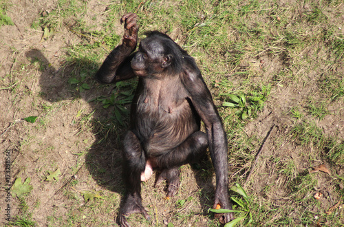 bonobo © Michael Meijer