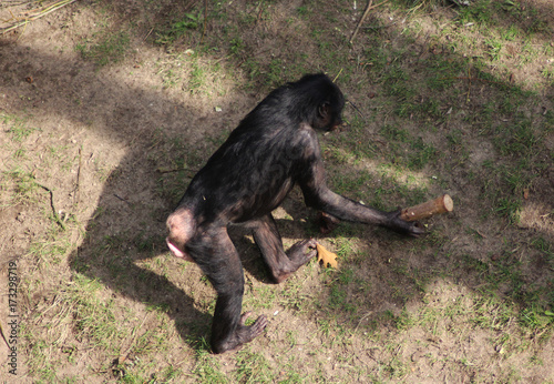 bonobo