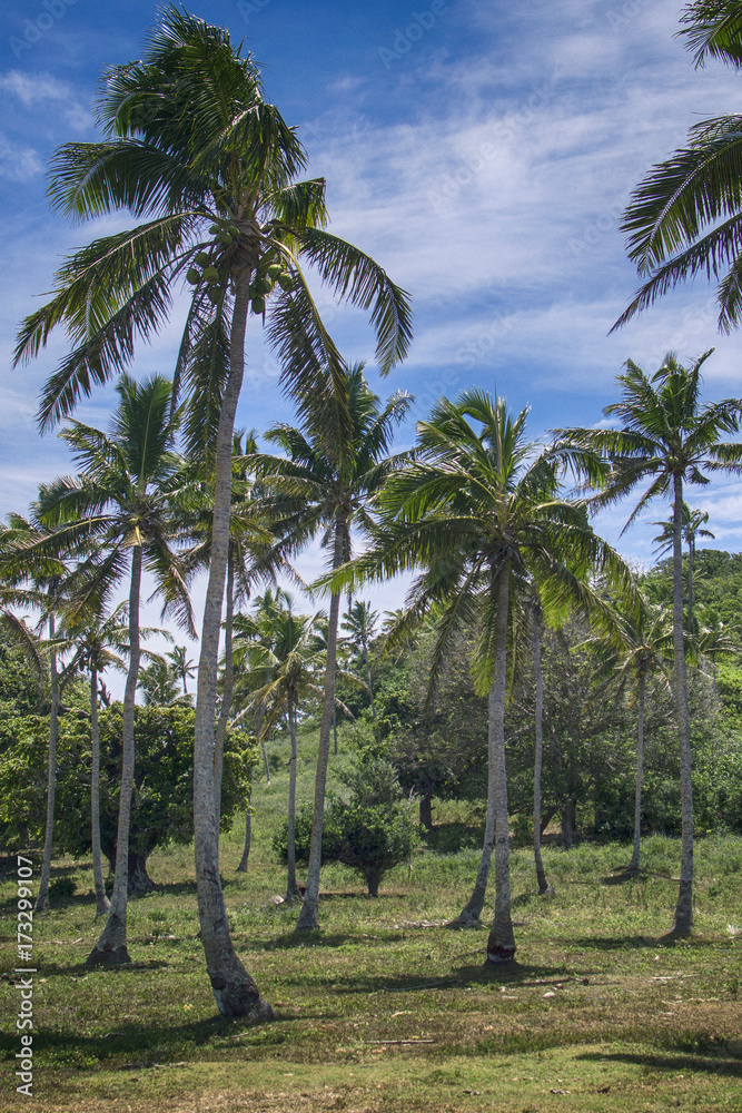 Tonga jungle