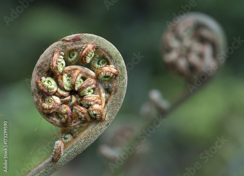 Obraz na plátne Hairy fern unfolding