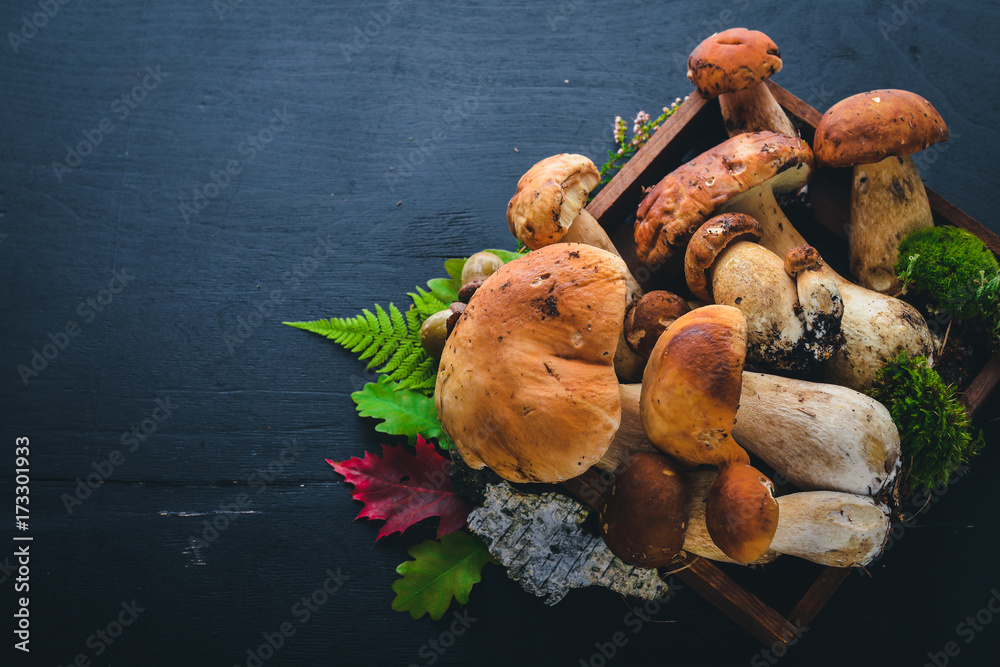 Mushroom Boletus. Fresh forest mushrooms on a black wooden background. Top view. Free space for text.