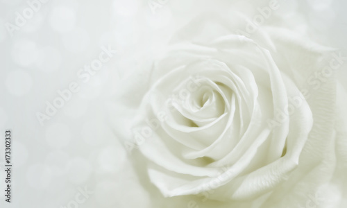 white rose and bokeh for soft background use