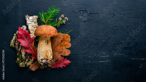 Mushroom Boletus. Fresh forest mushrooms on a black wooden background. Top view. Free space for text.