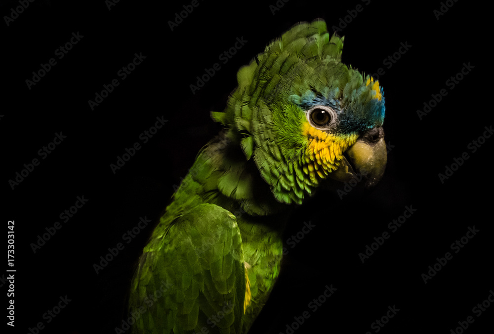 Stampa personalizzata quadro su tela: The Parrot | Immagini per arredo