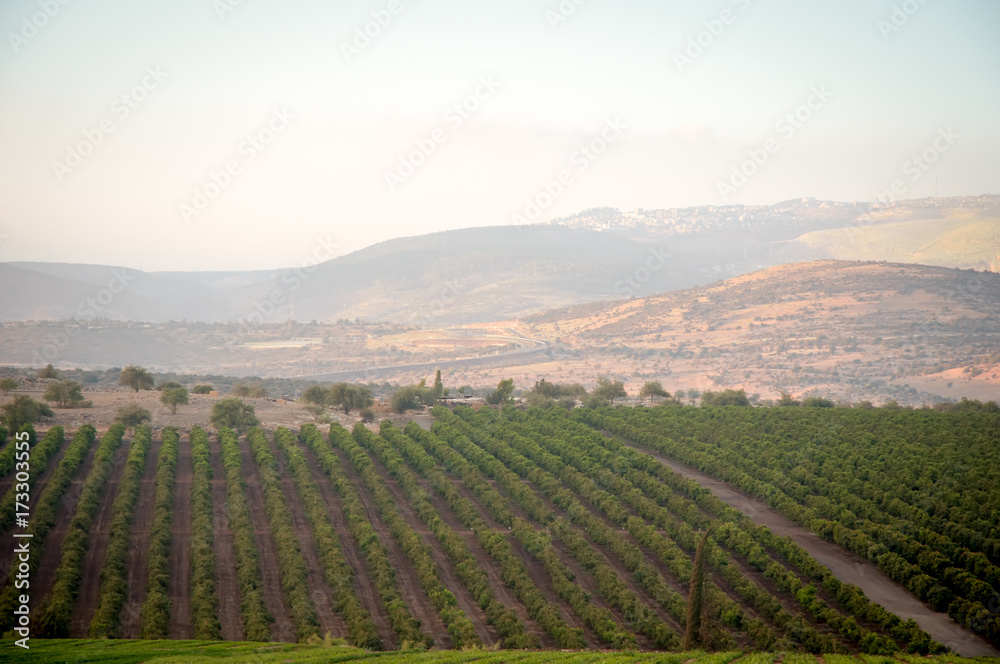 View of the Golan Heights in the summer .