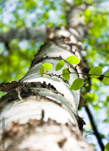 The trunk of a birch. The view from the bottom up. Spring. Focus on the branch with young green leaves