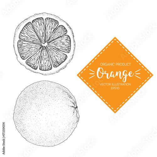 Orange vector illustration. Hand-drawn design element. A fruit drawn in vintage style