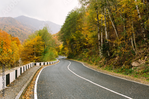 motherland  adventure  travelling concept. grey roan that is running away among the mountains  autumn forests that are all red and orange  among the trees and bushes to home