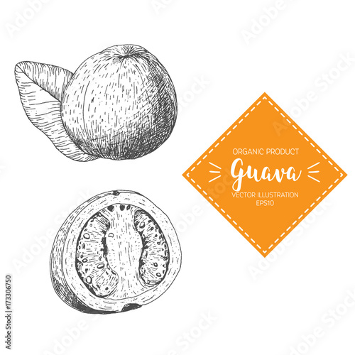 Guava vector illustration. Hand-drawn design element. A fruit drawn in vintage style