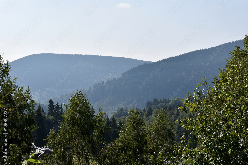 Panoramic View of Mountain and Trees
