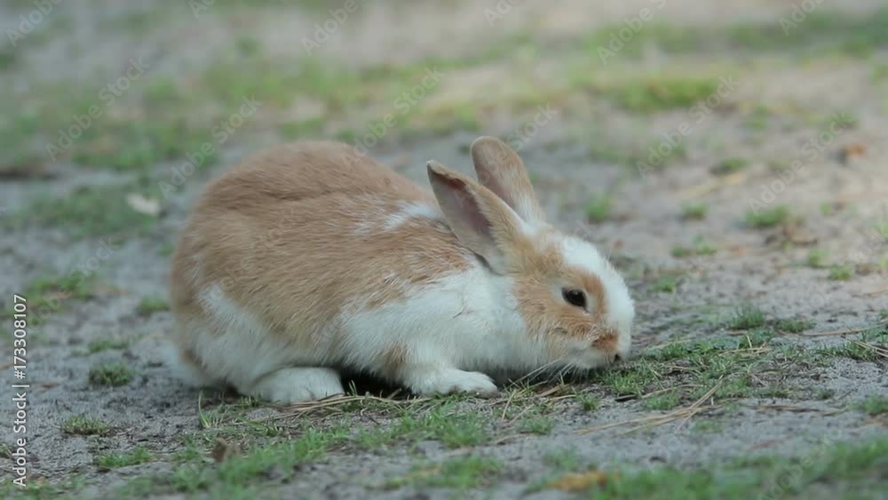Little cute baby rabbit eats some grass on the ground (1080p, 25 fps) Little cute baby rabbit eats some grass on the ground (1080p, 25 fps)