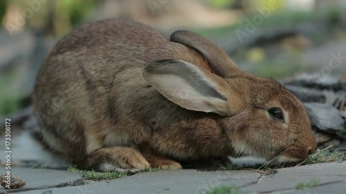 Big brown rabbit on the tile close-up (1080p, 25 fps)
  photo