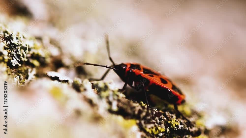 Small red bug also called firebug (Pyrrhocoris apterus) standing on a tree. Selective focus with shallow depth of field, steady footage, extreme close-up. Small red bug also called firebug (Pyrrhocoris apterus) standing on a tree. Selective focus with shallow depth of field, steady footage, extreme close-up.
