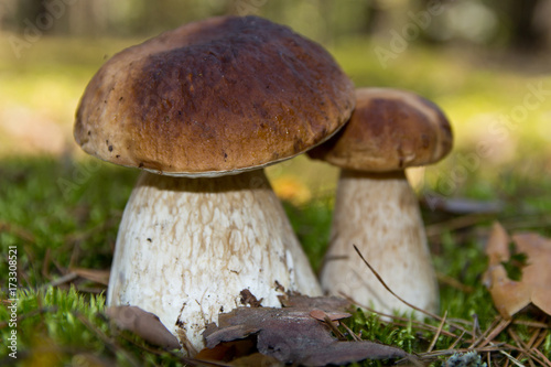 Cep mushroom . Two Mushrooms in the moss in the forest.