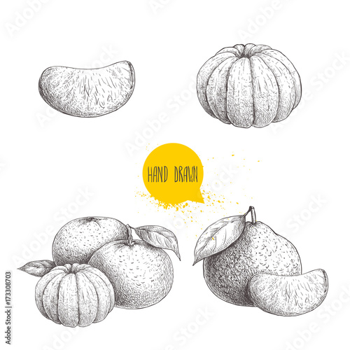 Hand drawn sketch set od mandarins whole and peeled. Vintage style illustration of tangerine with leafs an slices. Eco food vector artwork isolated on white background.