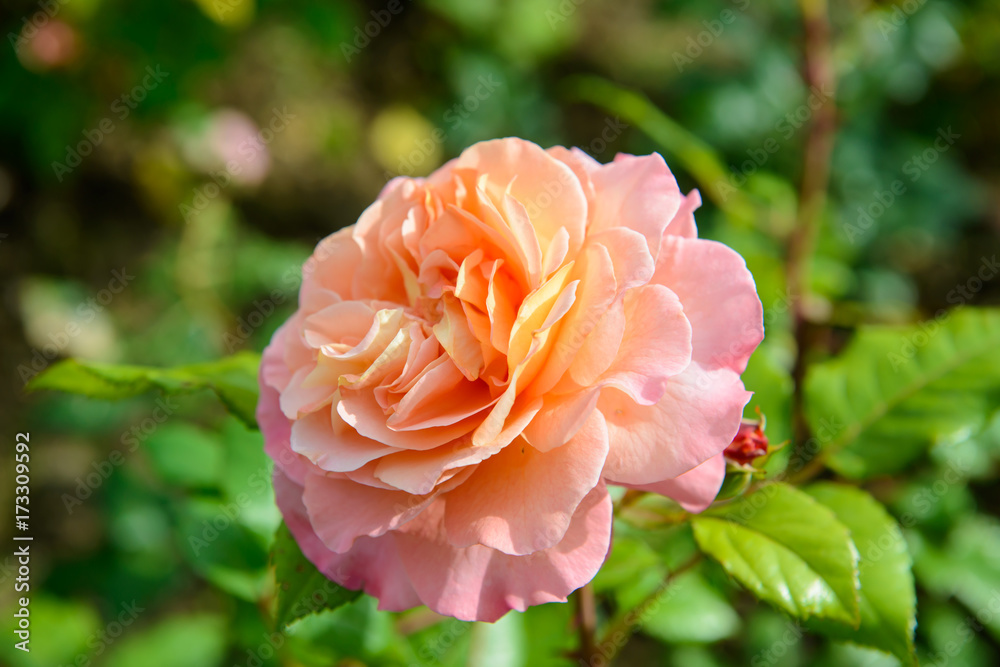 Gentle roses close, luxury flower of nature. Blooming garden flowers. Gentle roses close, luxury flower of nature. Blooming garden flowers.