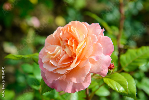 Gentle roses close, luxury flower of nature. Blooming garden flowers.