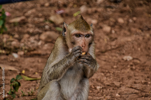 Thai monkey at buddhist temple photo