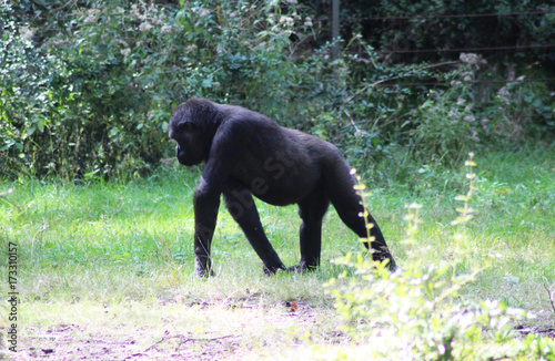 Photo western lowland gorilla (Gorilla gorilla gorilla)