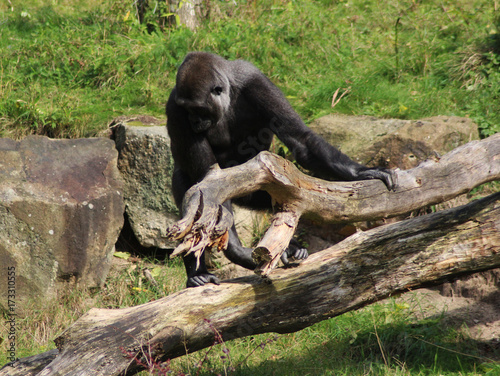 western lowland gorilla (Gorilla gorilla gorilla)