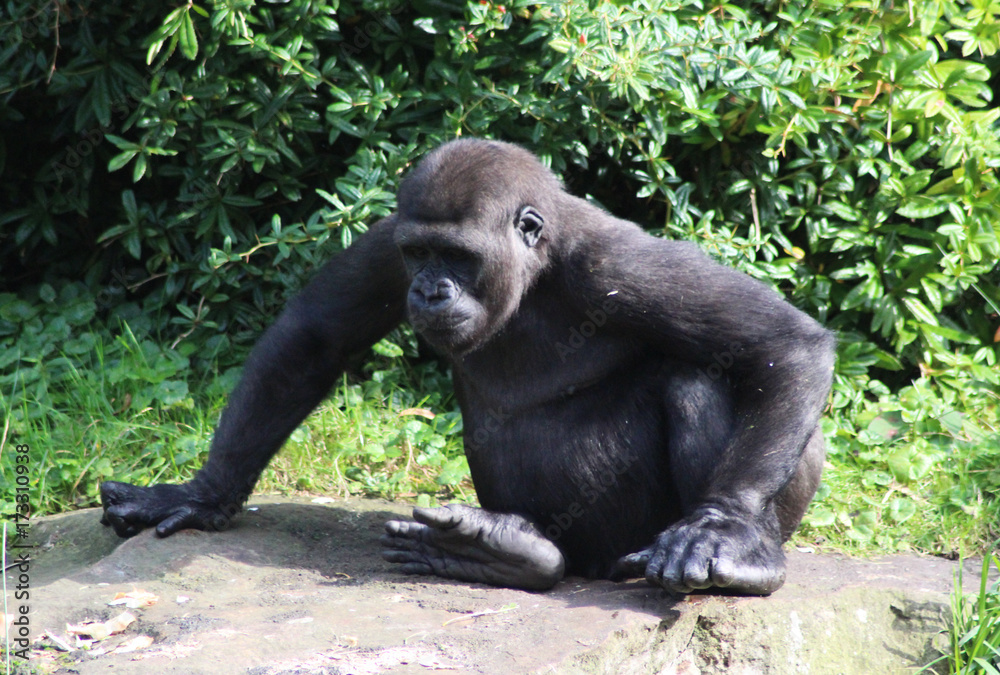 Fototapeta premium western lowland gorilla (Gorilla gorilla gorilla)