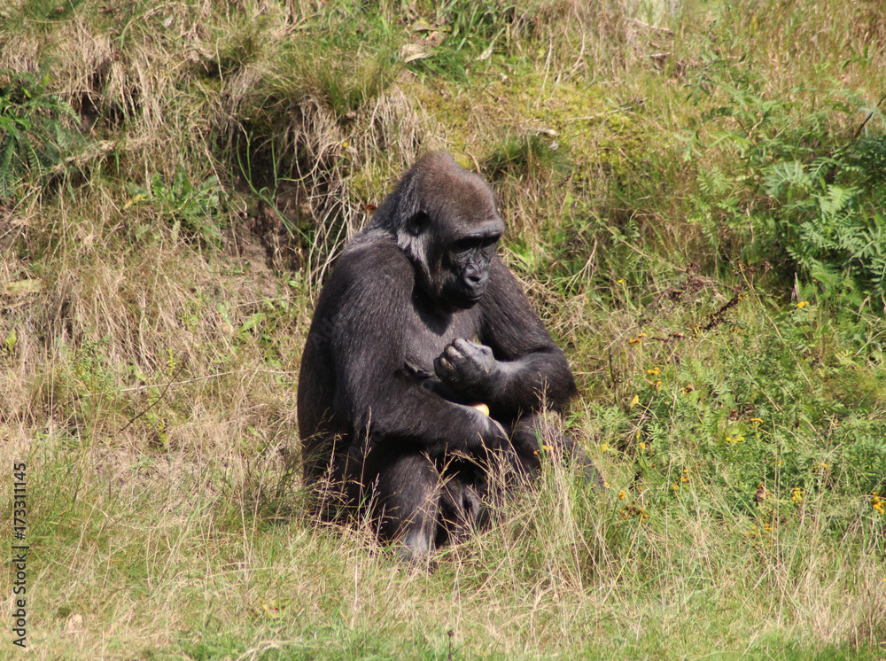 Naklejka premium western lowland gorilla (Gorilla gorilla gorilla)