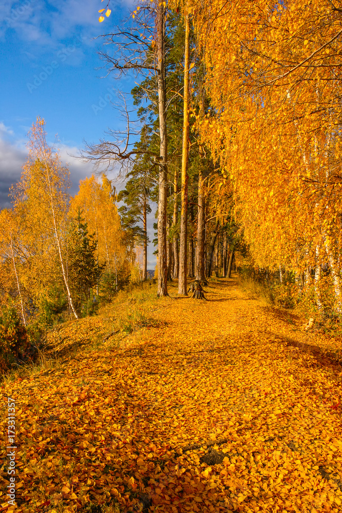 Naklejka premium Autumn landscape. Alley in the autumn forest strewn with fallen yellow birch leaves on a sunny bright day
