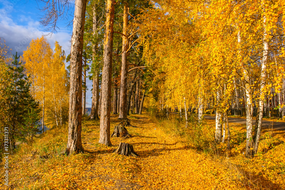 Autumn landscape. Alley in the autumn forest strewn with fallen yellow birch leaves on a sunny bright day