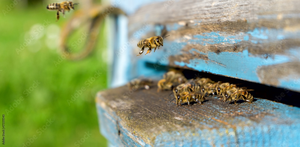 Life of worker bees. The bees bring honey. Life of worker bees. The bees bring honey.