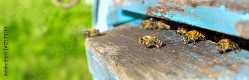 Life of worker bees. The bees bring honey.