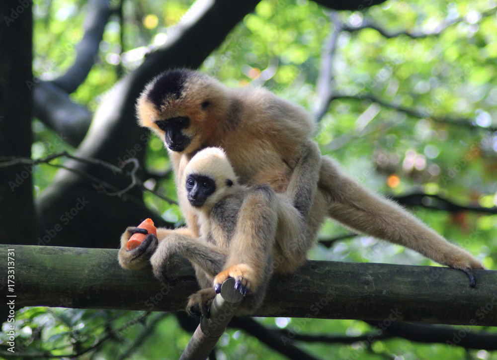 Fototapeta premium northern white-cheeked gibbon (Nomascus leucogenys)