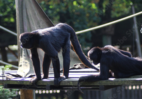 black headed spider monkey photo