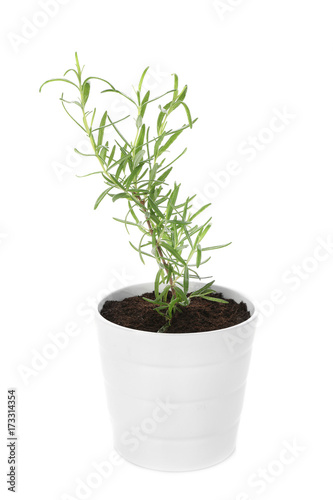 Rosemary plant in pot on white background
