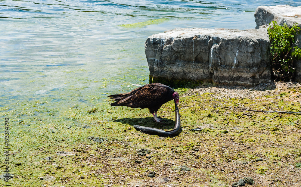 Fototapeta premium Turkey vulture eating dead eel by water and rocks.