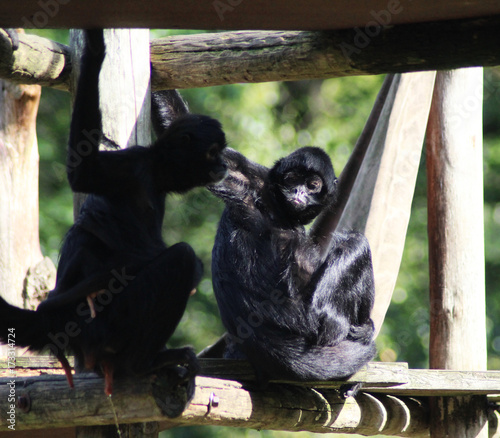 black headed spider monkey photo