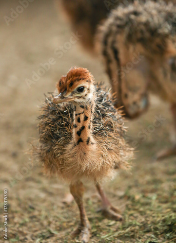Adorable baby ostrich on farm
