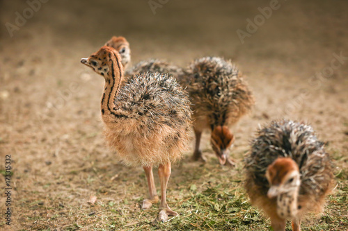 Adorable baby ostriches on farm