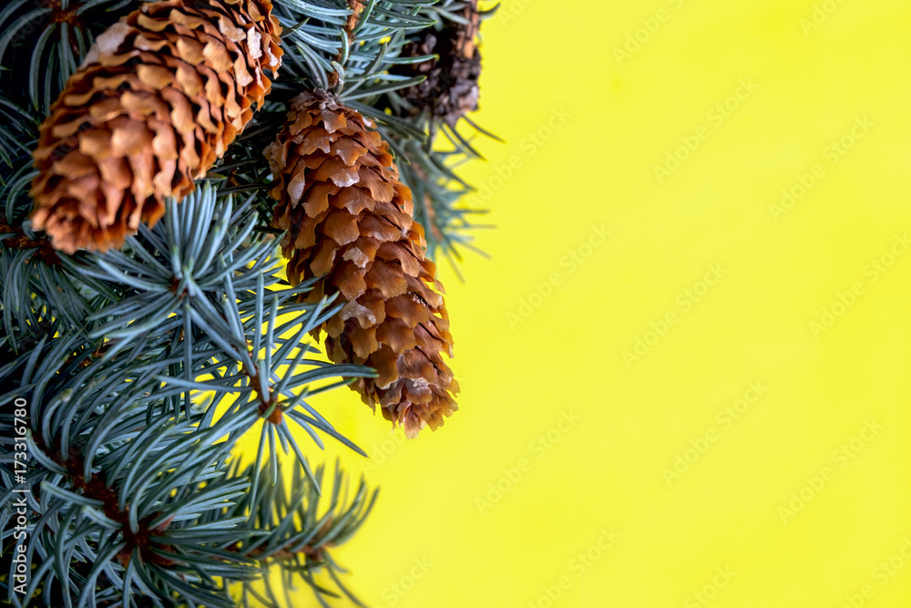 Obraz premium Branches of a blue fir tree with cones on a yellow background.