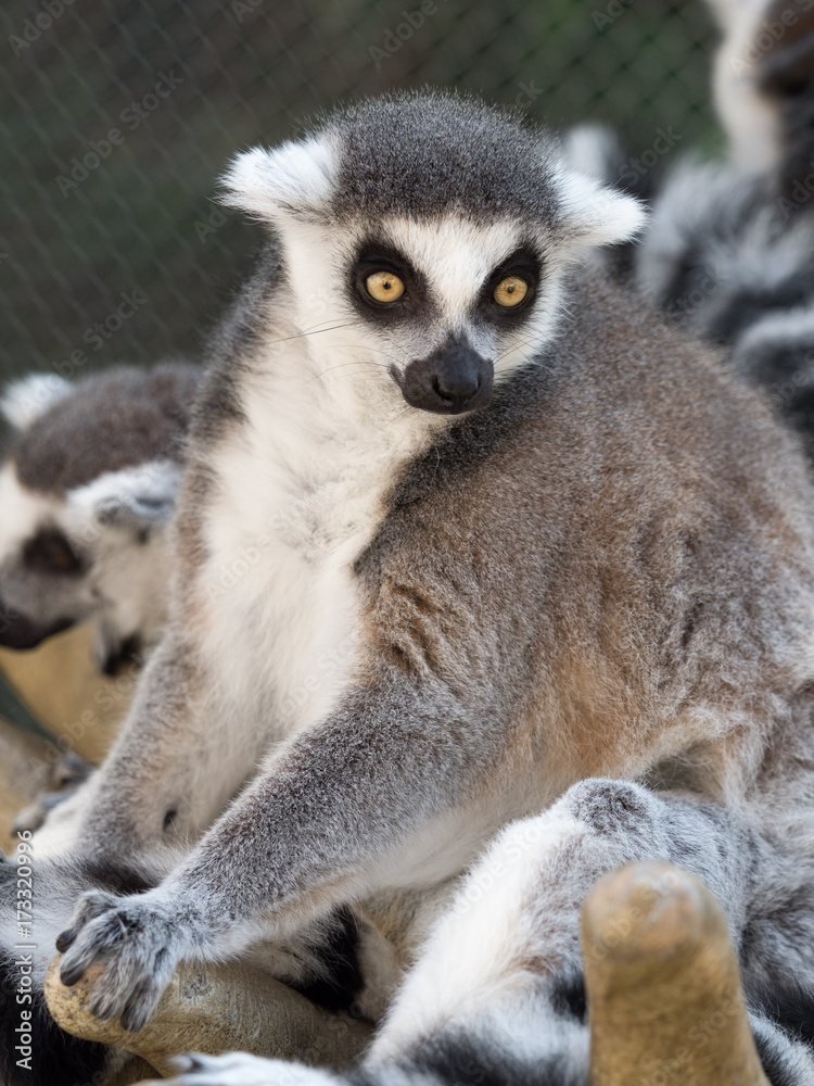 Obraz premium ワオキツネザル