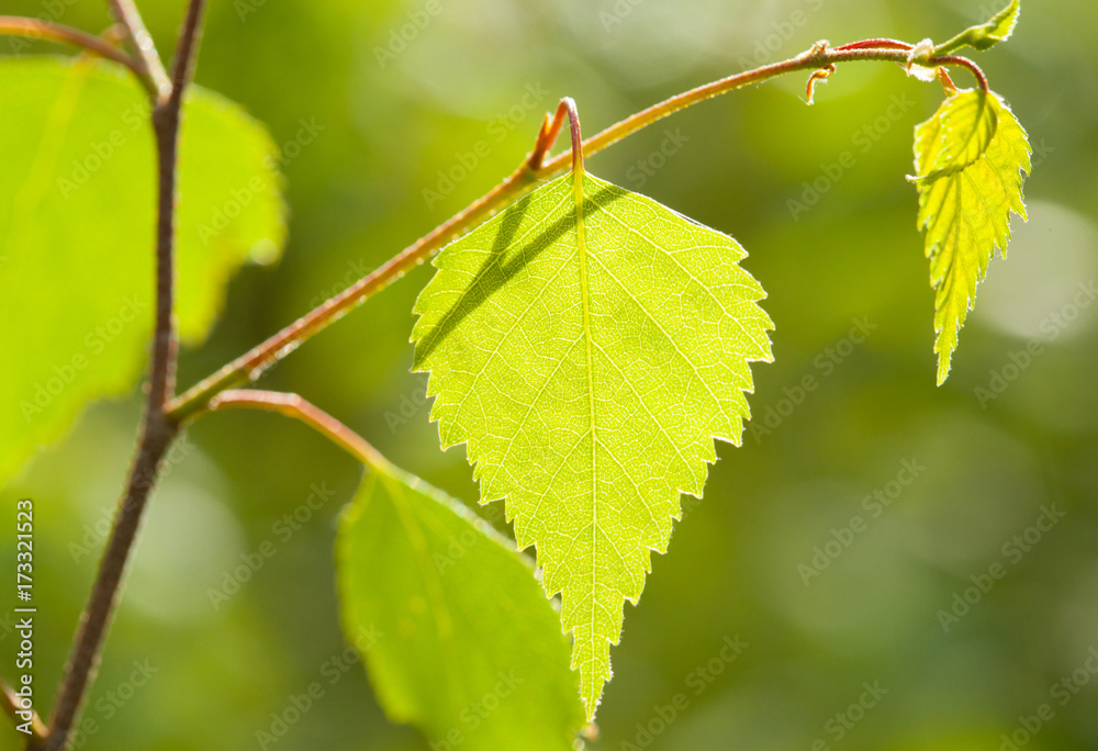 Beautiful young spring birch branch Beautiful young spring birch branch